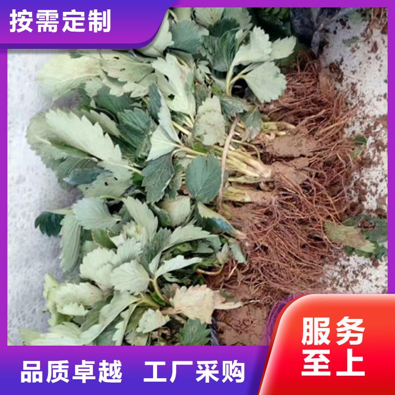 草莓苗_软籽石榴树苗厂家型号齐全