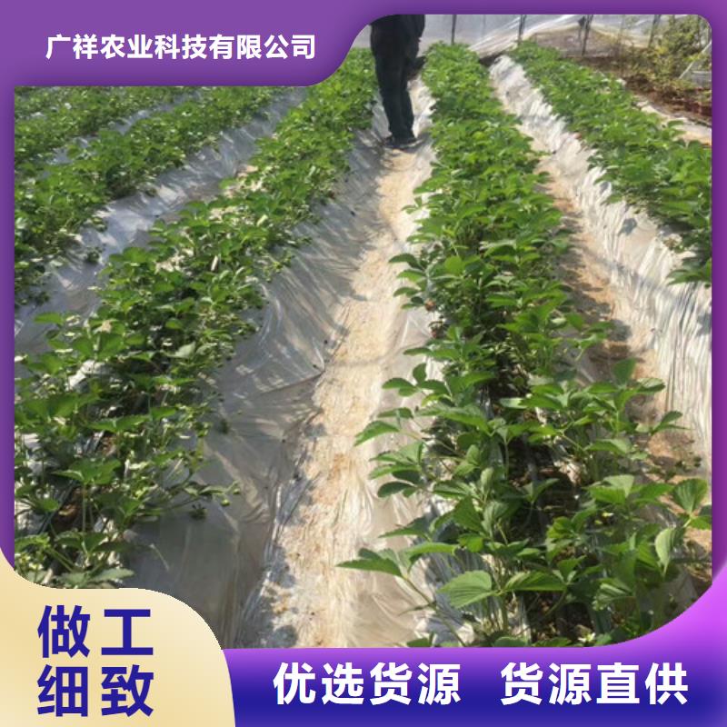 草莓苗-徐香猕猴桃树苗源头厂家直销