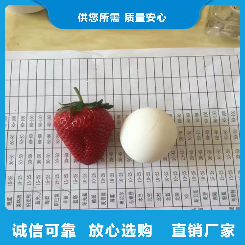 草莓苗-梨树苗基地产地直销