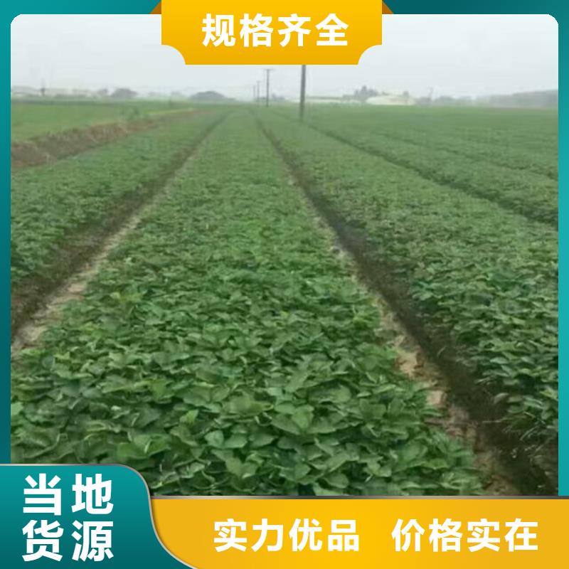草莓苗 柱状梨树苗优选厂家