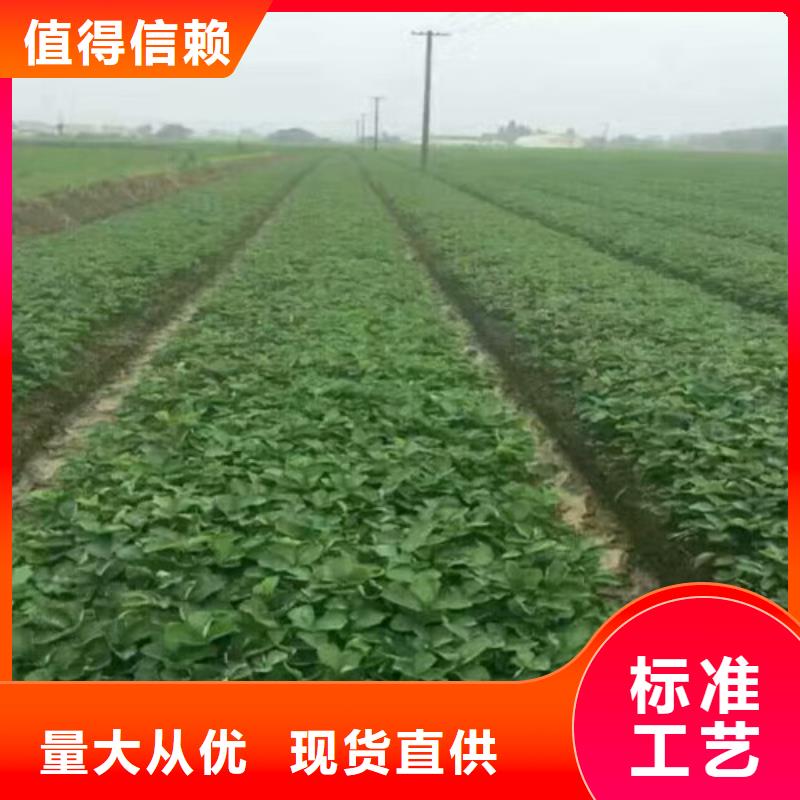 草莓苗桃树苗优选厂商