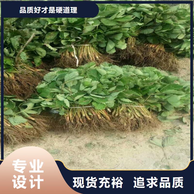 草莓苗桃树苗高标准高品质