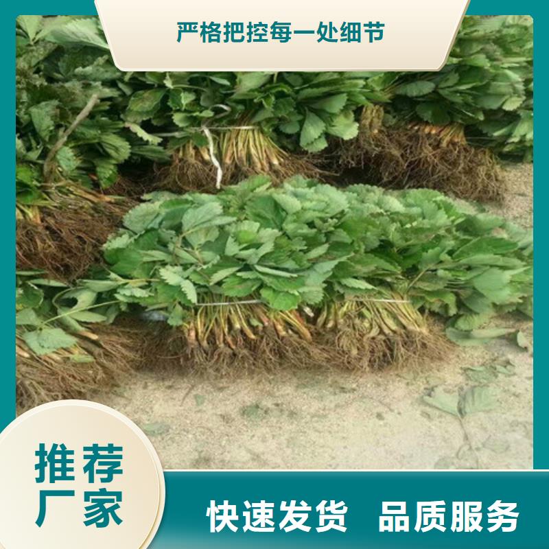 草莓苗,红油香椿树苗实力厂家