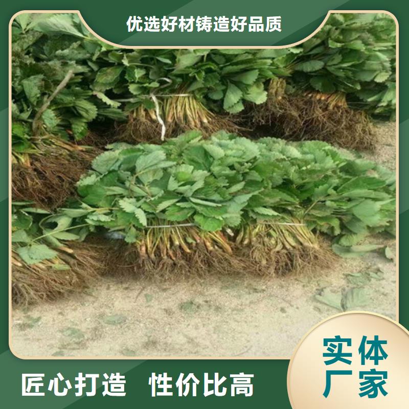 【草莓苗梨树苗基地厂家规格全】