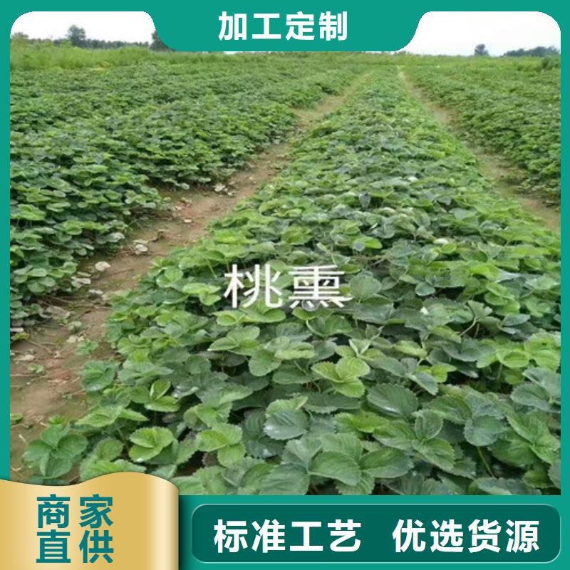 草莓苗桃树苗基地订制批发