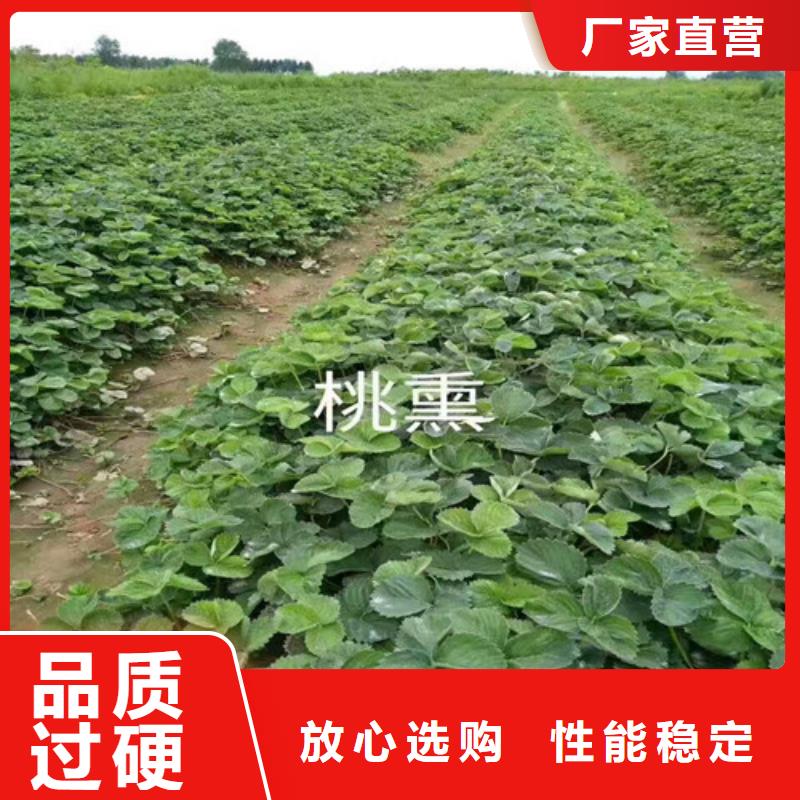 草莓苗果树苗品质做服务