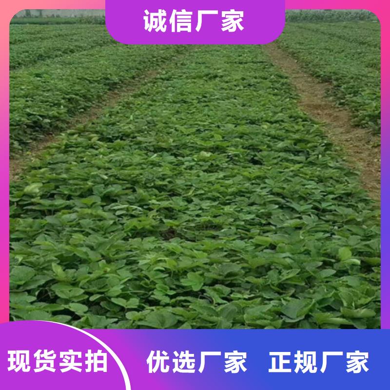 【草莓苗梨树苗基地厂家规格全】