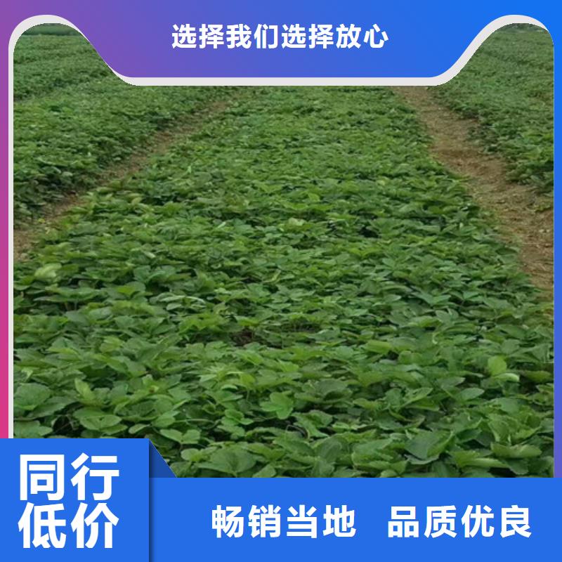 草莓苗蓝宝石葡萄苗品牌大厂家