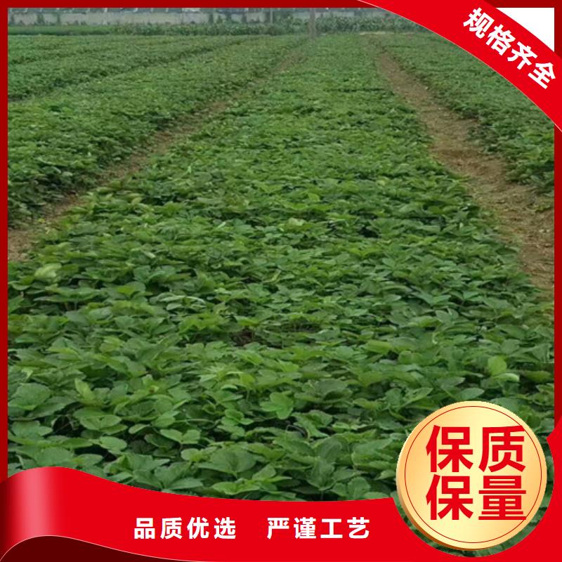 草莓苗大棚草莓苗服务始终如一