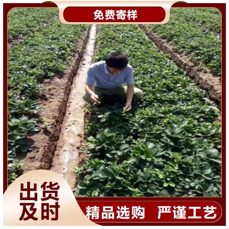 草莓苗 黄金苹果树苗基地实力厂商