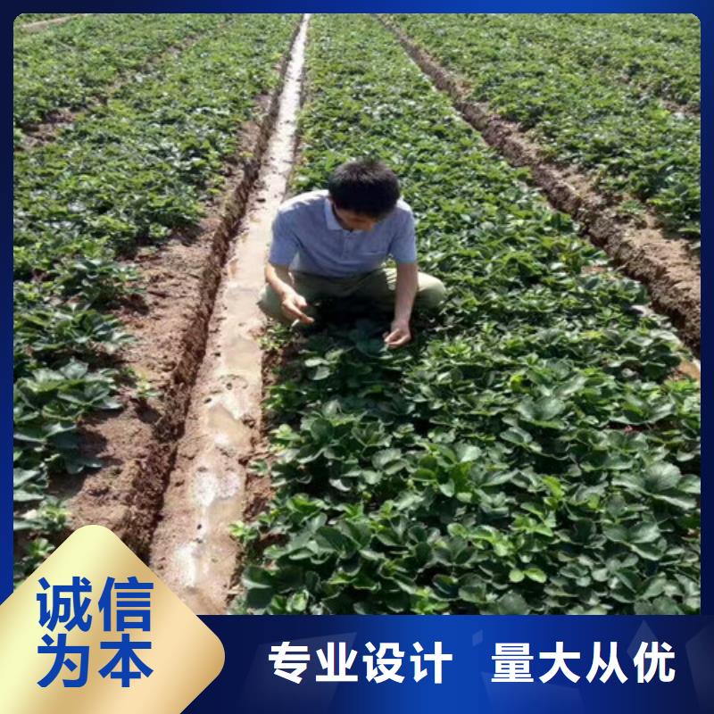草莓苗冬雪蜜桃树苗选择我们没错