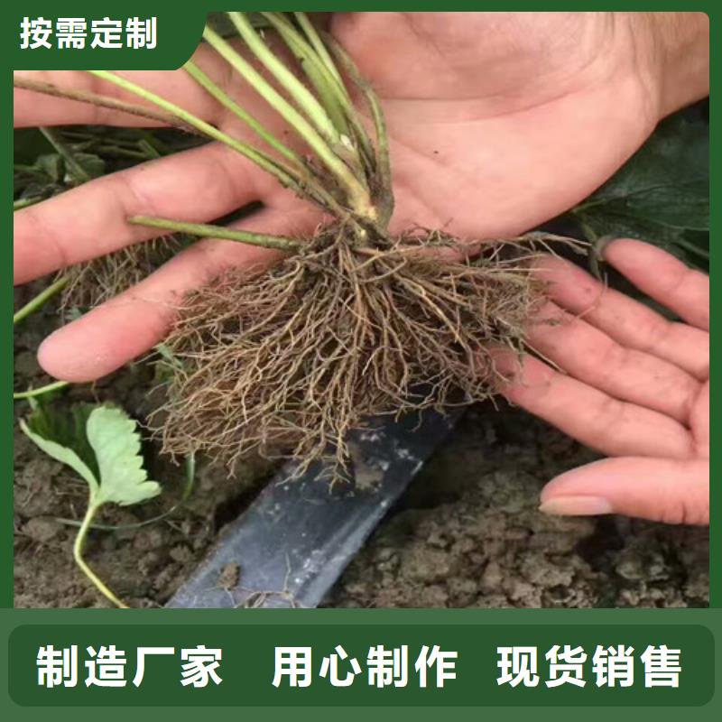 草莓苗白桃树苗多种规格库存充足