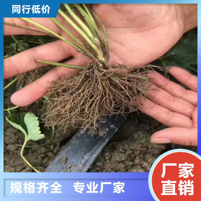 草莓苗板栗苗专业设计