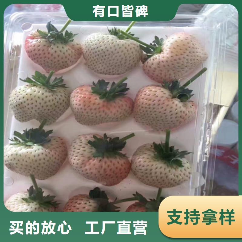 草莓苗苹果苗基地实拍展现