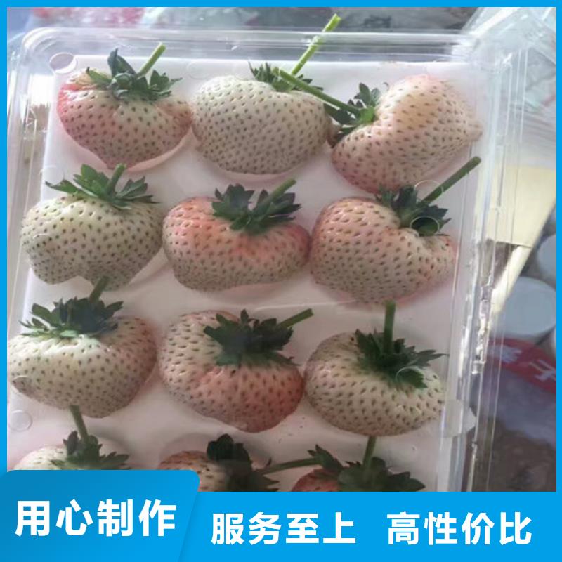 草莓苗草莓您身边的厂家