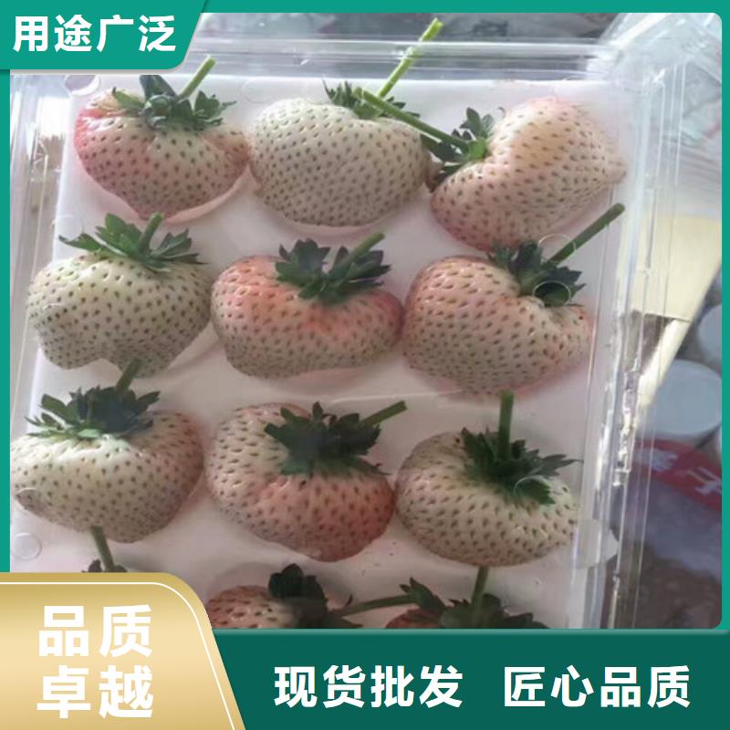 果树苗视频-甘肃省嘉峪关市|定西|金昌|兰州|张掖|酒泉果树苗-广祥