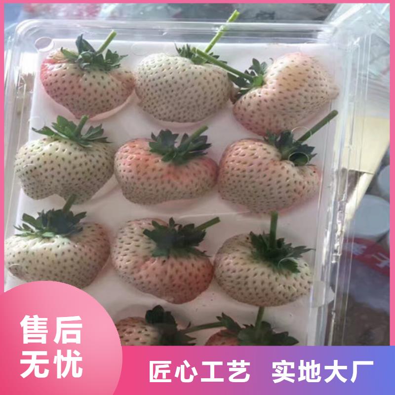 果树苗视频-果树苗-安徽省巢湖市本地品牌-合肥|淮南|六安|滁州|黄山