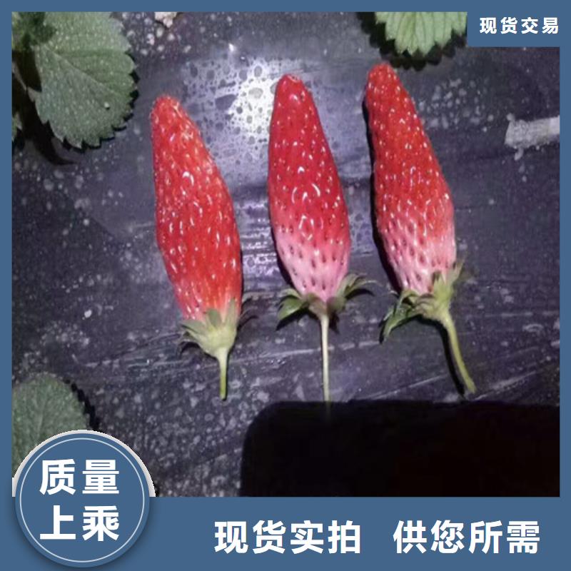 草莓苗苹果苗严选材质