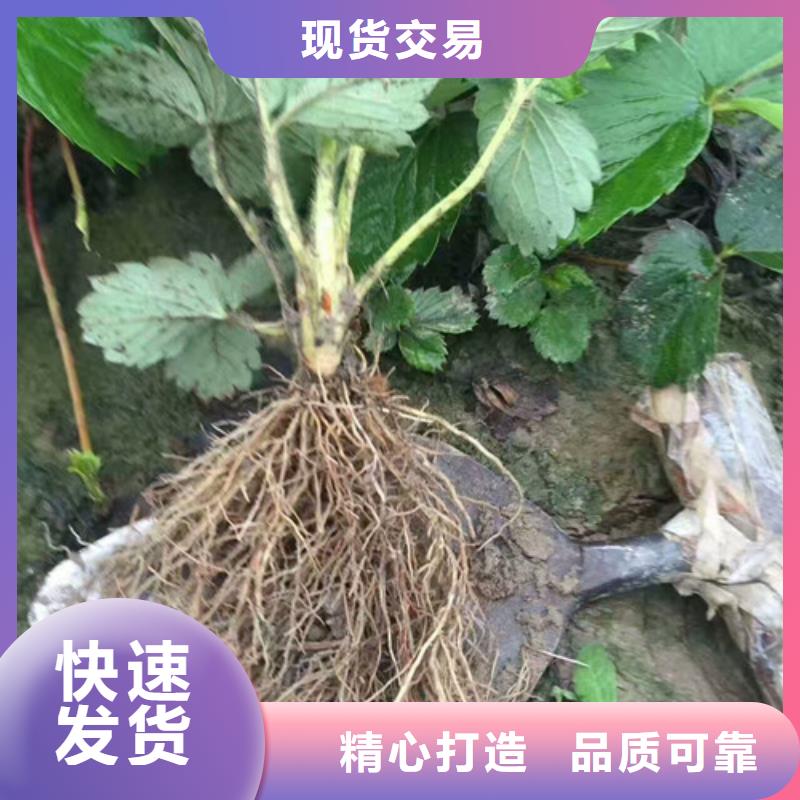 草莓苗桃树苗优选厂商