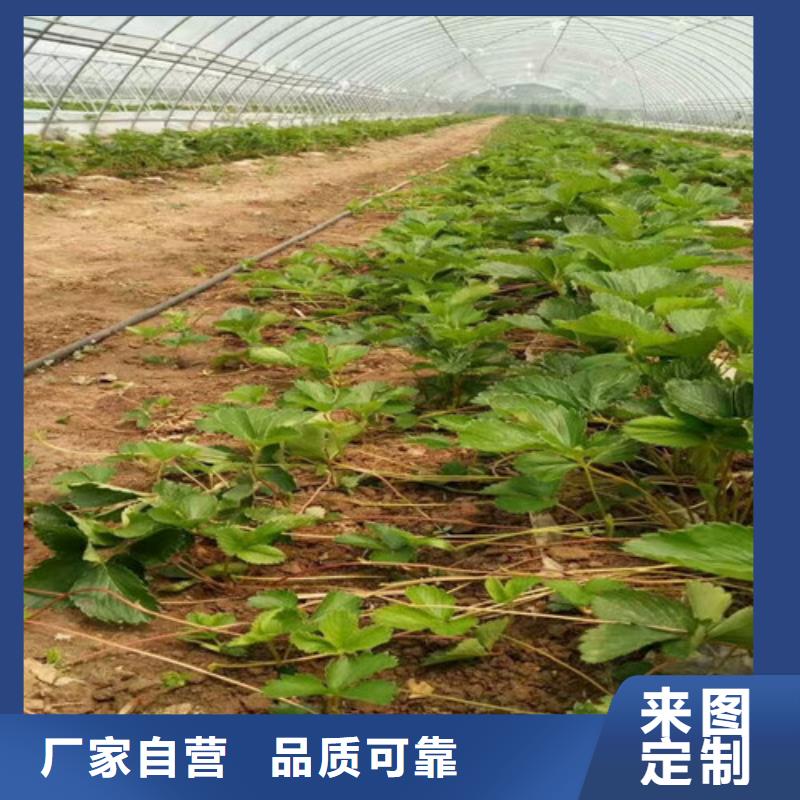 草莓苗大棚草莓苗服务始终如一
