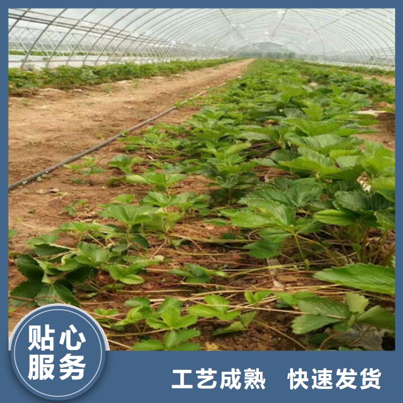 【草莓苗】黄宝石梨树苗N年生产经验
