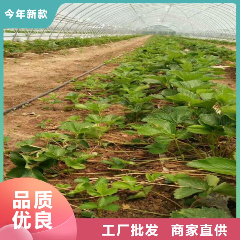 草莓苗 果树苗诚信为本