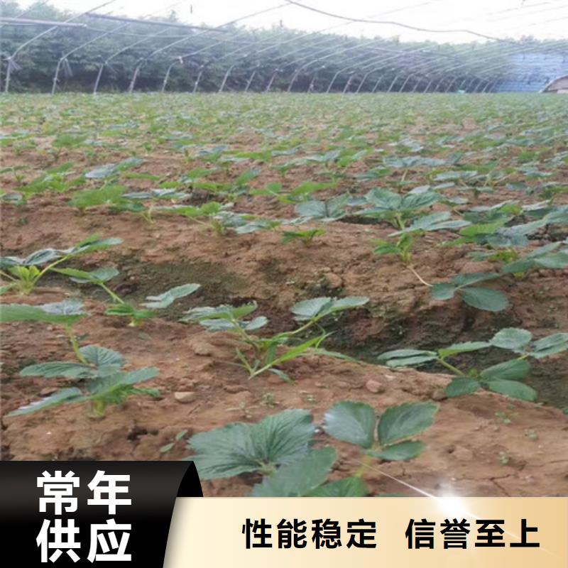 草莓苗-梨树苗基地精工制作