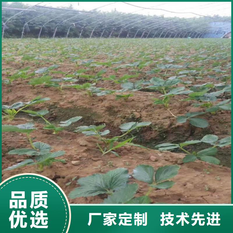 草莓苗香梨树苗快捷物流