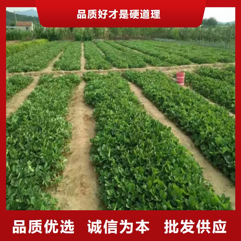 草莓苗板栗苗品质卓越