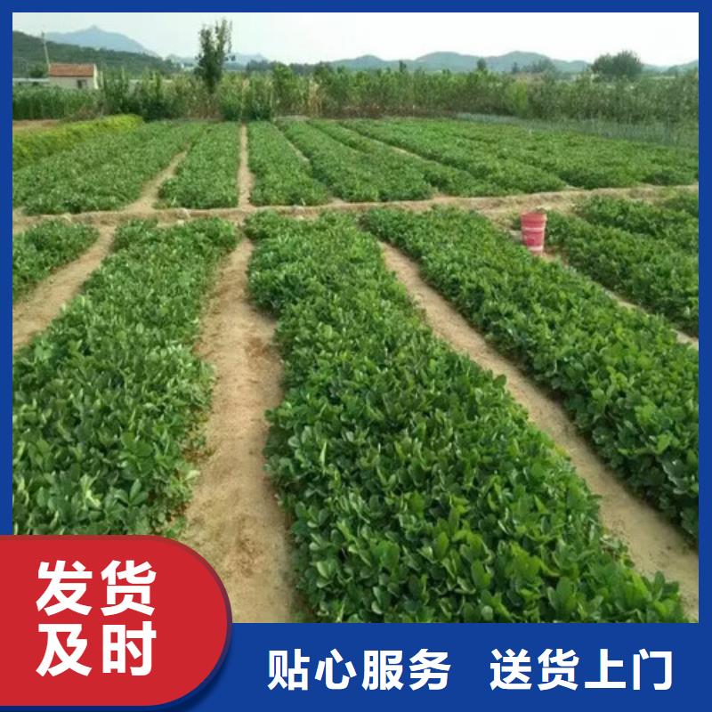 草莓苗-毛蟠桃树苗支持非标定制