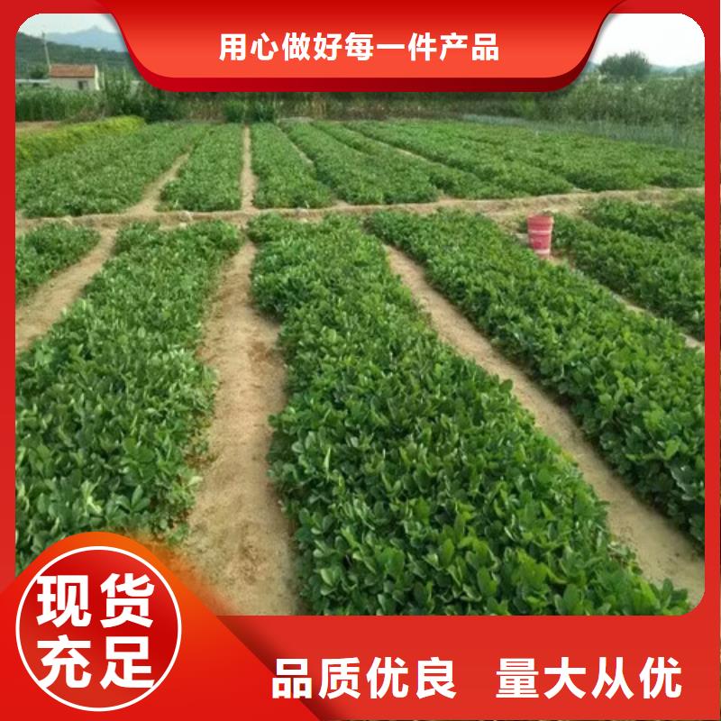 草莓苗红油香椿树苗质量为本