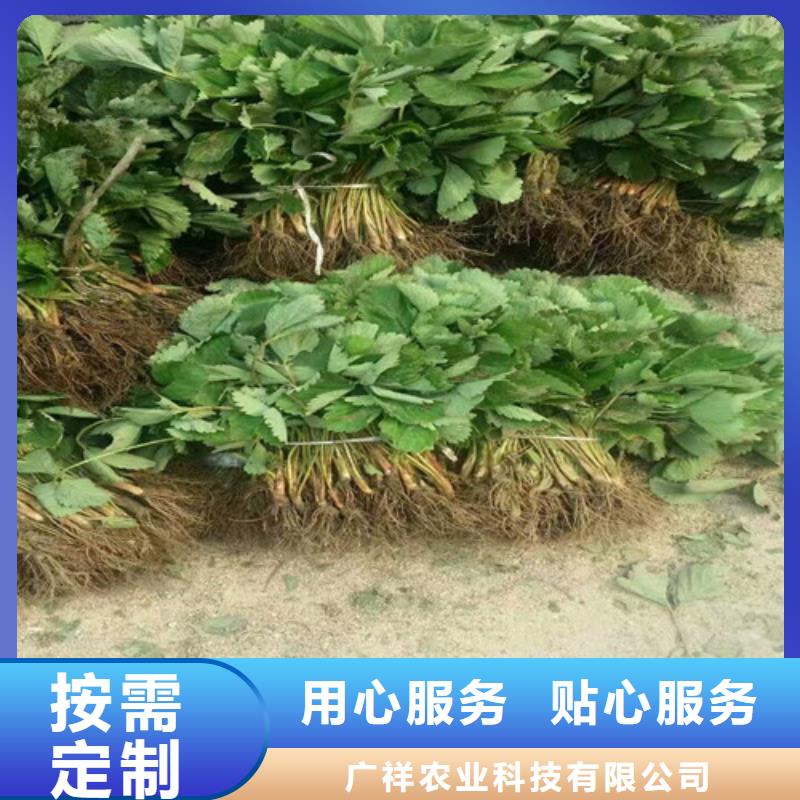 草莓苗-梨树苗基地精工制作