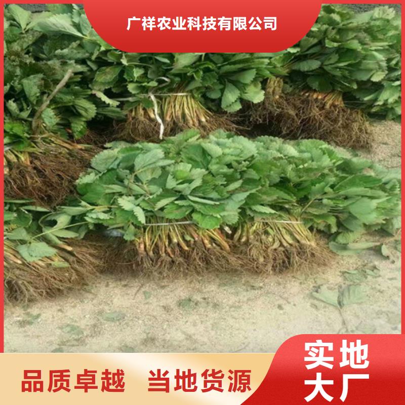 果树苗视频-甘肃省嘉峪关市|定西|金昌|兰州|张掖|酒泉果树苗-广祥