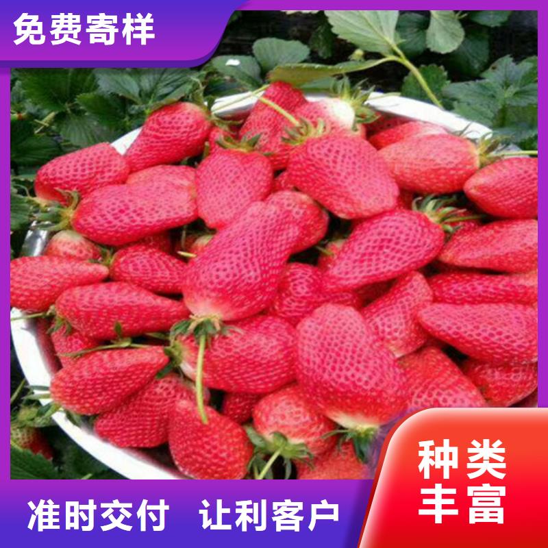 草莓苗-梨树苗基地精工制作