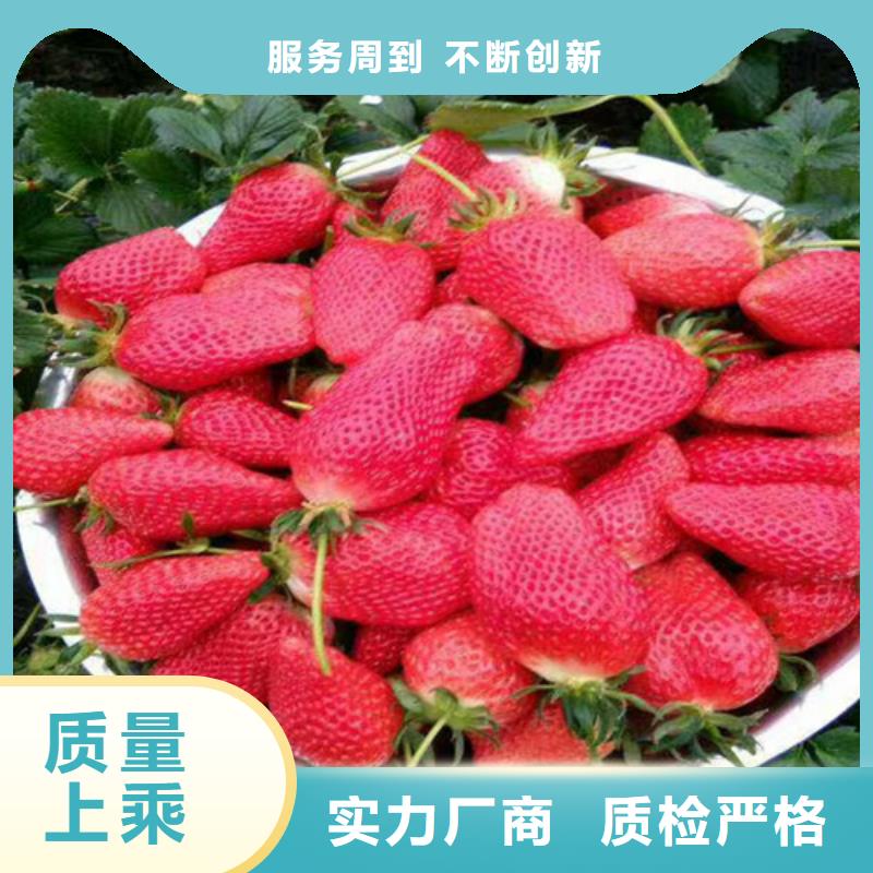 草莓苗黄桃树苗产地货源