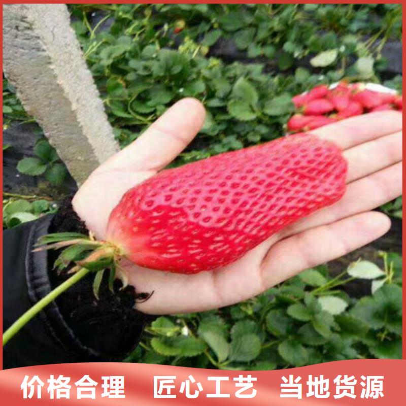 草莓苗,白桃树苗经销商