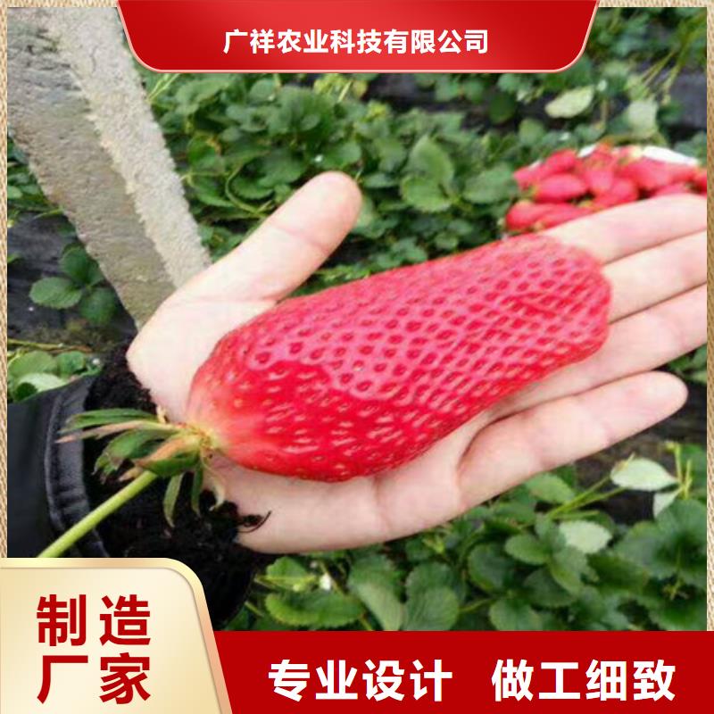 草莓苗板栗苗专业设计