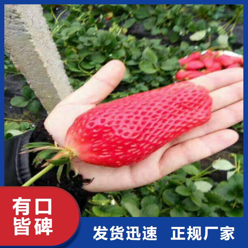 草莓苗黄金苹果树苗物美价优