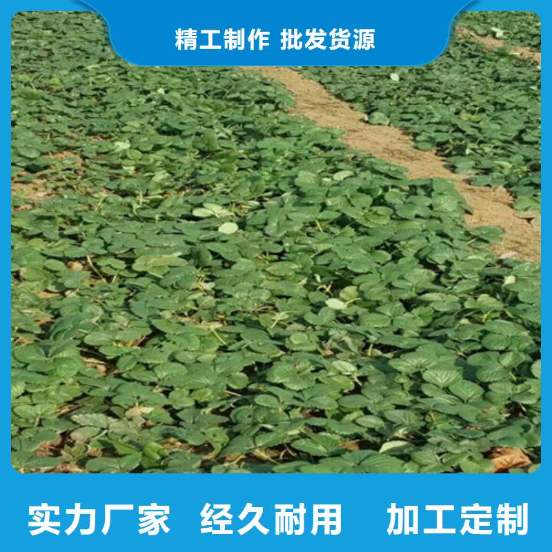 草莓苗_香椿树苗实力商家供货稳定