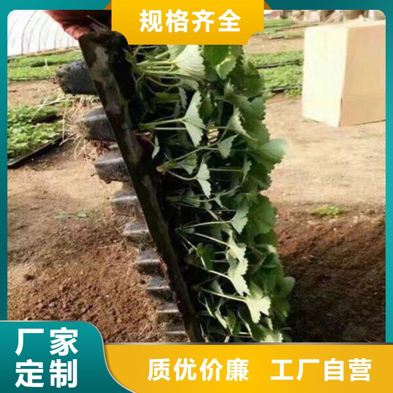 草莓苗梨树苗基地随心所欲定制