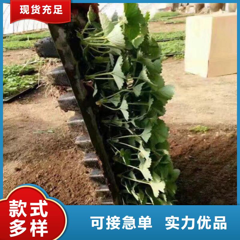草莓苗香梨树苗快捷物流