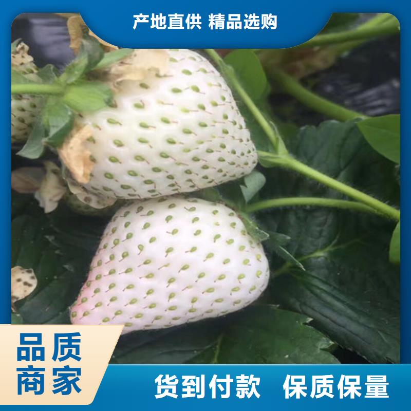 草莓苗樱桃苗好品质选我们