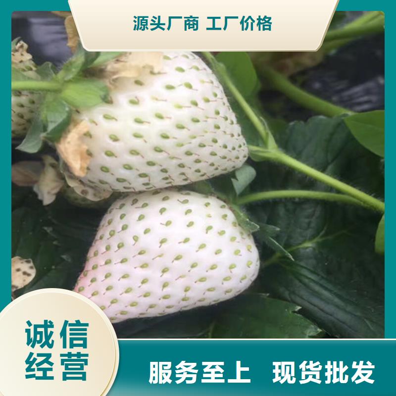草莓苗艾琳娜西梅树苗层层质检