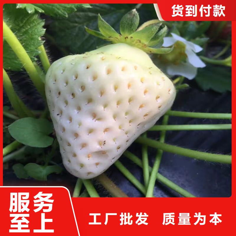 草莓苗红富士苹果树苗实体厂家大量现货