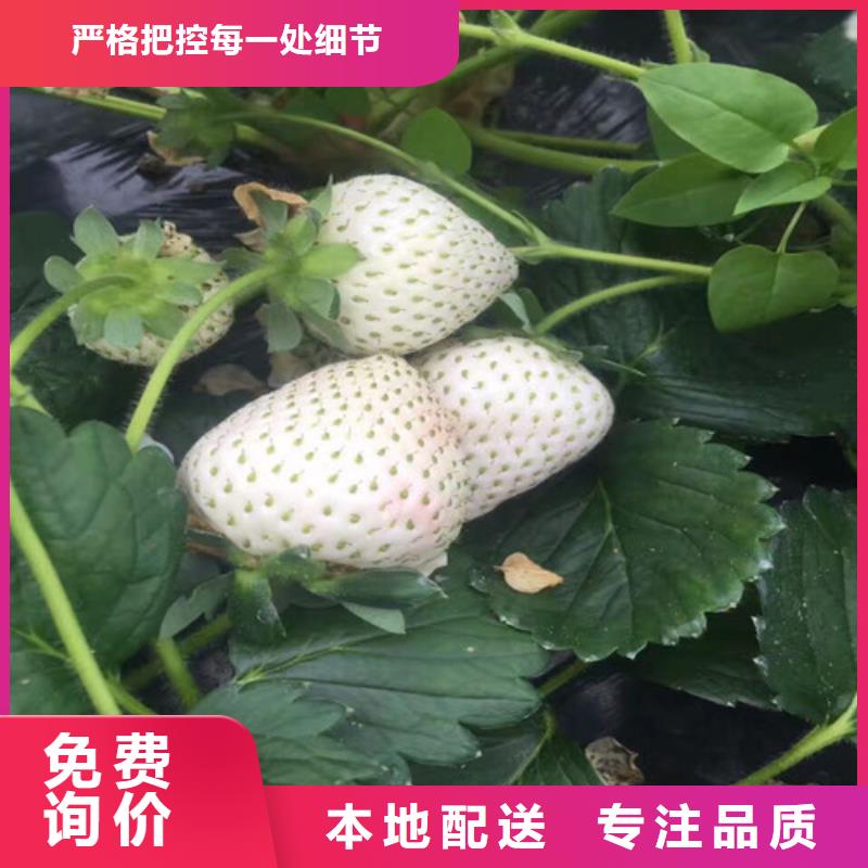 草莓苗,苹果苗层层质检