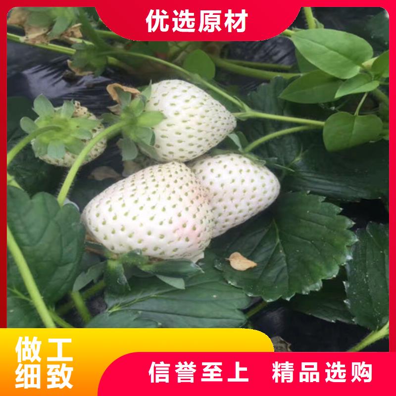 草莓苗大棚草莓苗匠心制造