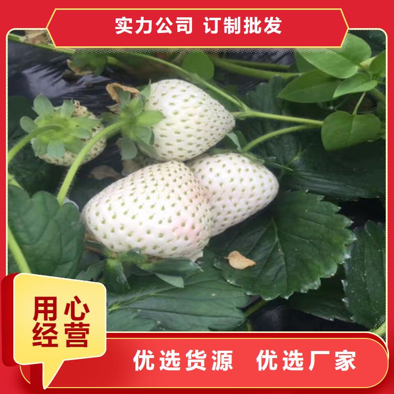 草莓苗红富士苹果树苗实体厂家大量现货