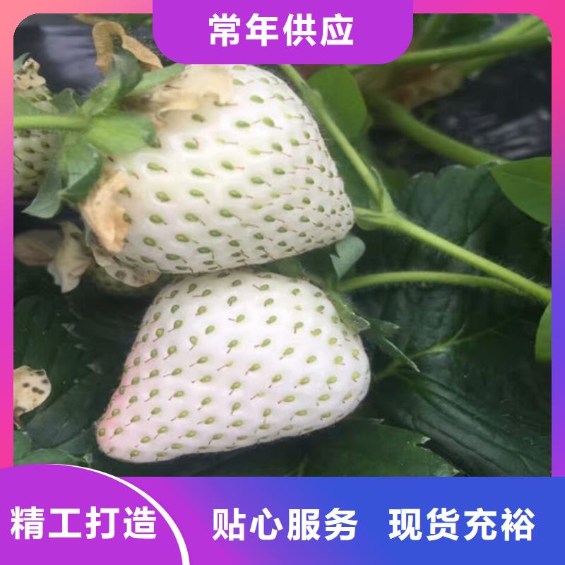 草莓苗,红油香椿树苗实力厂家
