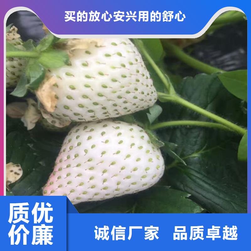 果树苗视频-连云|东海|无锡|扬州|徐州|常州|淮安|南京广祥果树苗_ 广祥农业科技(连云港市分公司)