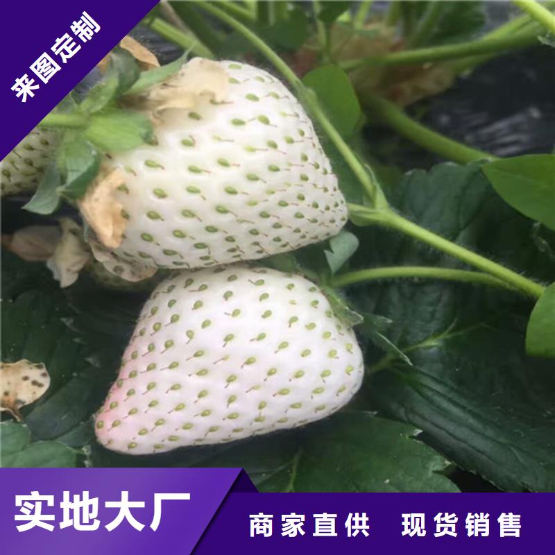 草莓苗冬雪蜜桃树苗匠心制造